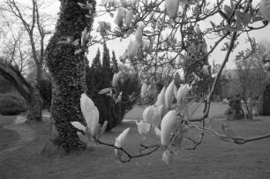 Botanischer Garten. Magnolienblüte
