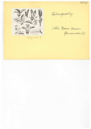 Laubentfaltung. Reproduktion aus: Anton Kerner von Marilaun, Adolph Hansen "Pflanzenleben 1. Gestalt und Leben der Pflanze", 1896