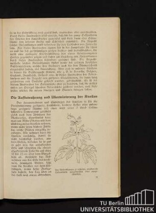 Die Aufbewahrung und Überwinterung der Knollen