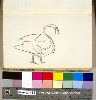 Schwan