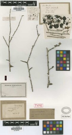 Achatocarpus praecox Griseb. [syntype]