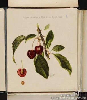 Hedelfinger Riesen-Kirsche