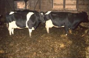 Fotografie: Stallsystem, Milchviehhaltung, Tieflaufstall
