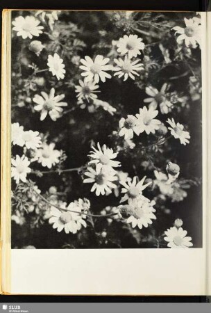 [Margeriten]
