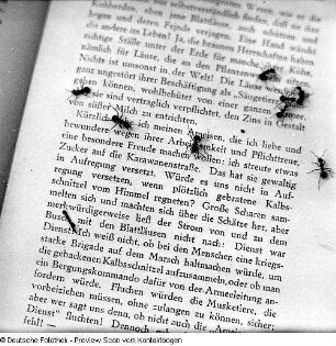 Tiere, Waldameisen
