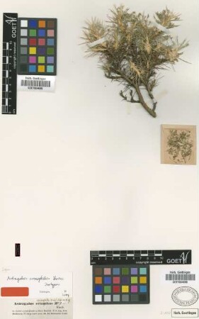 Astragalus crenophilus Boiss. [isotype]