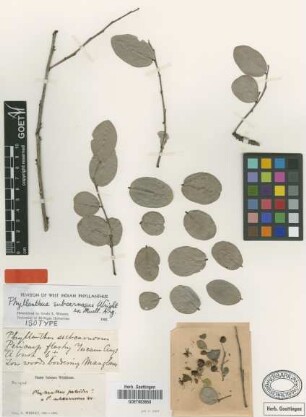 Phyllanthus subcarnosus C.Wright ex Müll.Arg. [isotype]