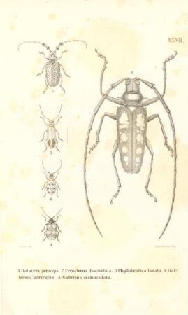 1. Batocera princeps...