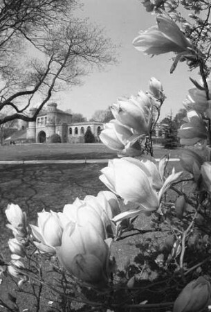 Magnolienblüte im Botanischen Garten