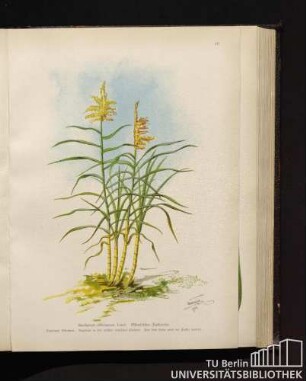 Saccharum officinarum Linné. Ostindisches Zuckerrohr.