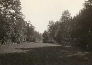 Mengenwald. Fichtenwald