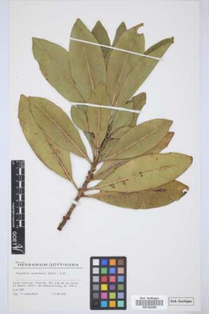 Pleiomeris canariensis (Willd.) A. DC.