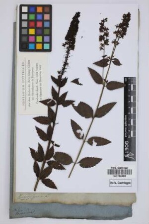 Veronica spuria L.