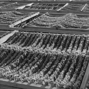 Trockenhalle für die Tabakernte der Landwirtschaftlichen Produktionsgenossenschaft in Blagoewgrad