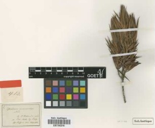 Astroloma macrocalyx Sond. [type]