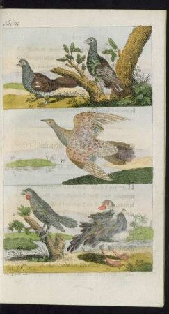Taf. IX. Fig. 46. - 50.