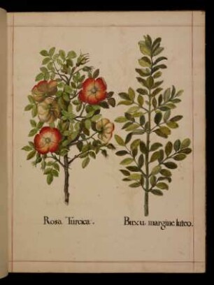 Rosa turcica, Buxus margine luteo