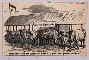 Rinder des Dresdner Kreisvereins in einem Unterstand auf der Landwirtschaftsschau vom 25. bis 27. Mai 1852 auf dem Gelände der Vogelwiese in Dresden