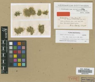 Hypnum cultelliforme Sull. [isotype]