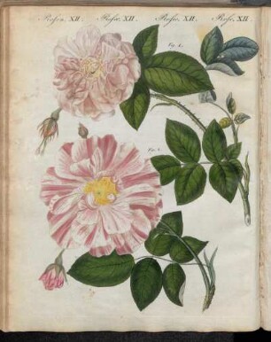 No. 30. Rosen. XII. Rosen-Arten.