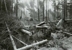 Moritzburg - Radeberger Platte. Aufräumungsarbeiten nach Sturmschäden vom 4. Juli 1929