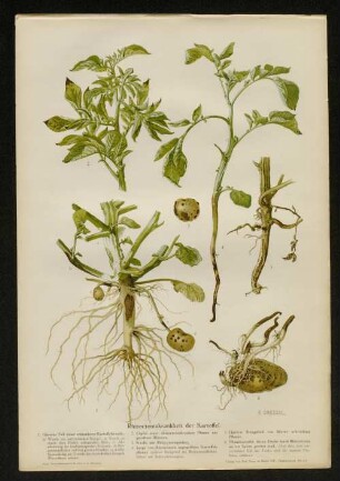 Rhizoctoniakrankheit der Kartoffel