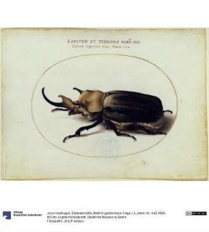 Elefantenkäfer, Blatt VI (gestochene Folge I, l)