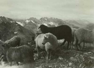 Silvretta Gruppe. Bergschafe.