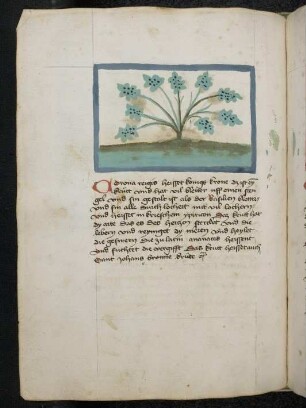 Kräuterpflanze: Corona Regis ( Hypericum perforatum = Johanniskraut / Hypericeae) / Königskrone; (aus Konrads von Megenberg "Buch der Natur")