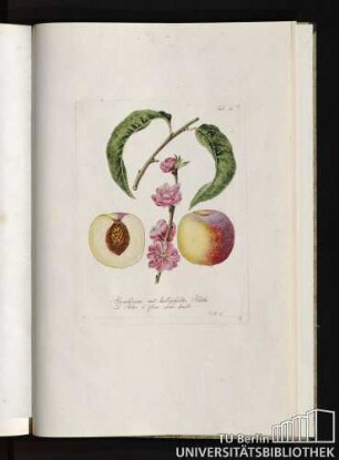Tab. 45. Pfirsichbaum mit halbgefüllter Blüthe. Le Pecher á fleur semi-double.