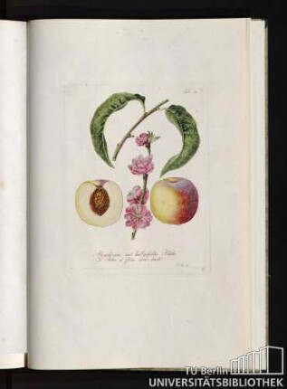 Tab. 45. Pfirsichbaum mit halbgefüllter Blüthe. Le Pecher á fleur semi-double.