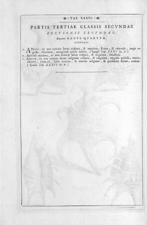 Tab. XXXVI.
