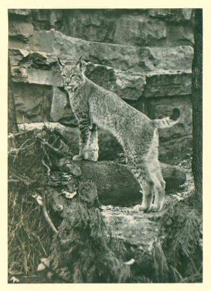 Luchs im Tierpark Berlin