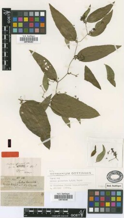 Smilax globifera G.Mey. [type]