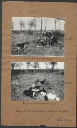 Bei der Fütterung der Meldehunde. (Lazarett für Meldehunde hinter der Westfront)