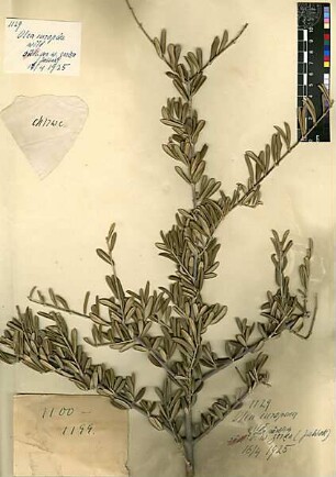 Oleaceae Olea europaea Linné, Carl von (1707 - 1778) [Wadi Zerka]
