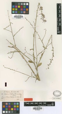 Delphinium venulosum Boiss. [isotype]