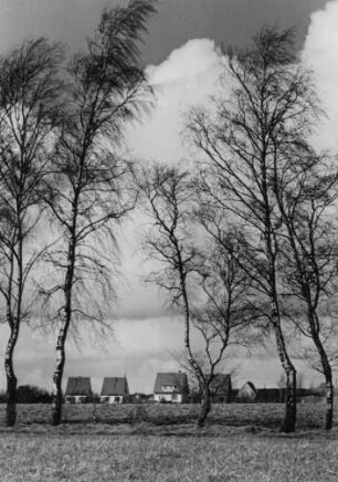 Bargstedt. Siedlungshäuser; 1938