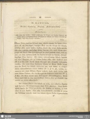 VI. Kapitel. Dritte Gattung. Pholas. (Bohrmuschel)