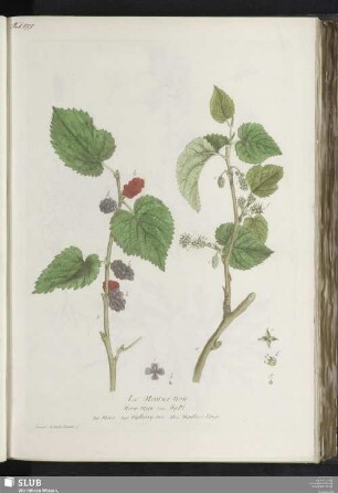 Le Meurier noir