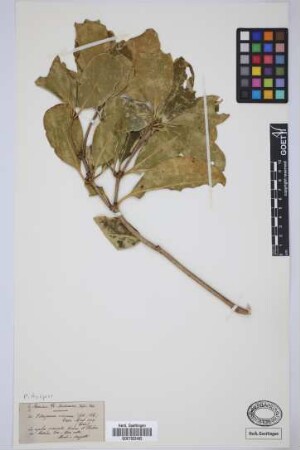 Pittosporum coriaceum Dryand. ex Ait.