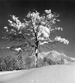 Winterbilder. Verschneiter Baum in Gebirgslandschaft (wahrscheinlich bei Sonthofen)