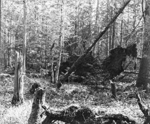 Wald in Bialowieza : Umgestürzte Bäume im Wald in Bialowieza