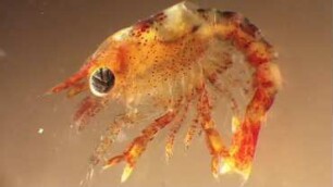 Homarus gammarus, early larva Helgoland 2018