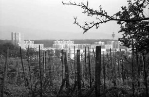 Freiburg, Lehen: Hochhäuser von Landwasser, Vordergrund Weinberg