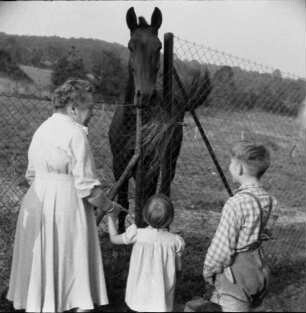 Kronberg (Taunus), Königsteiner Straße 35. Opel-Tierpark (1955 eröffnet). Besucher betrachten ein Pferd