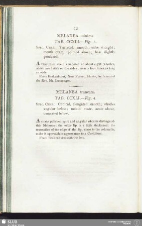 Melanea minima. Tab. CCXLI. — Fig. 3