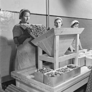Konservenfabrik Vauka in Bramsche, Abfüllen von gefrosteten Pflaumen