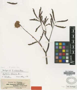 Neptunia stolonifera Guill. & Perr. [isotype]