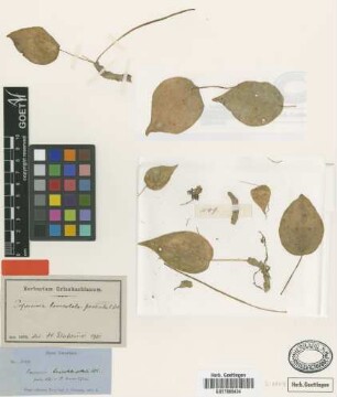 Peperomia lanceolatopeltata C.DC. [syntype]